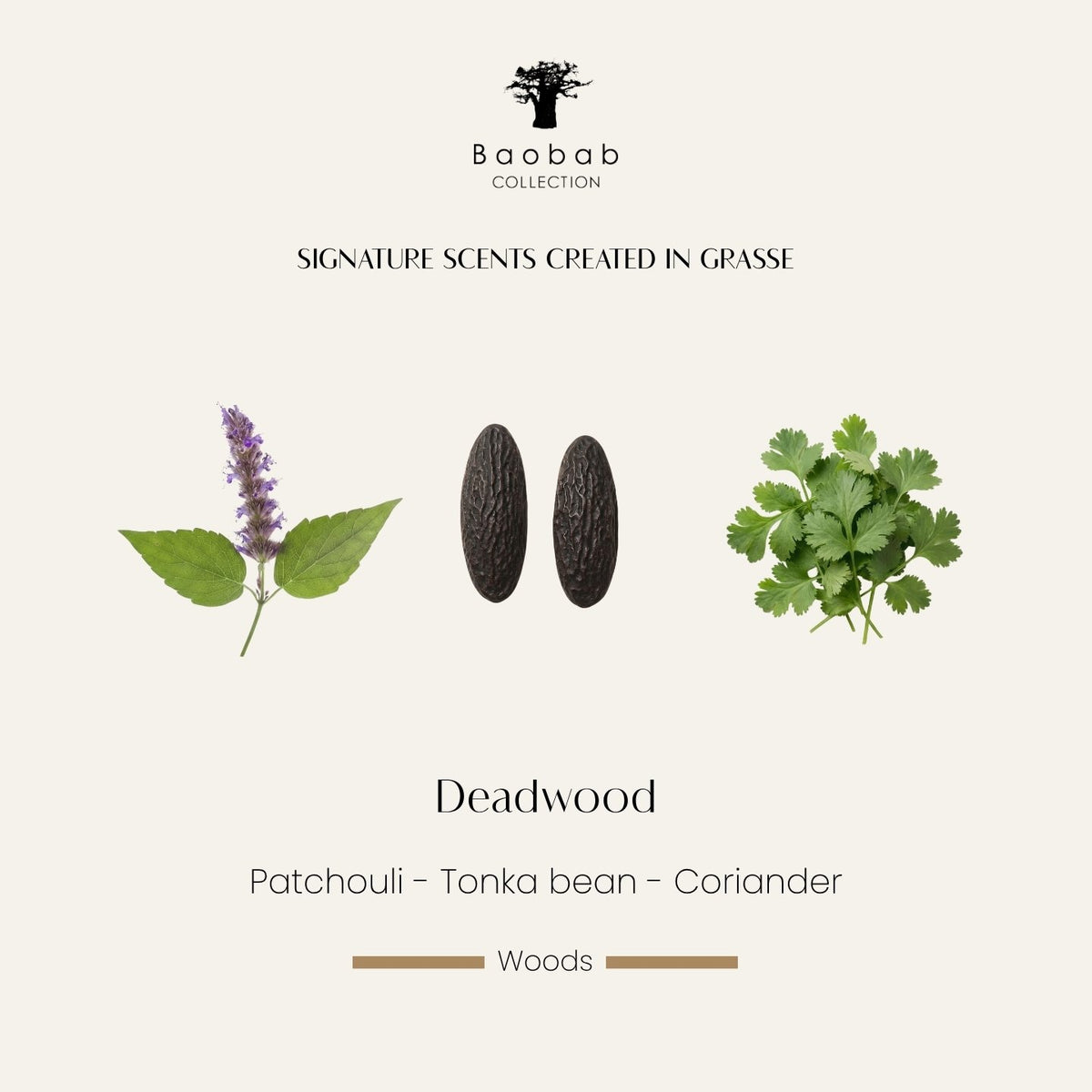 Notes olfactives de la bougie Baobab Deadwood : patchouli, fève tonka, coriandre. Parfum créé à Grasse
