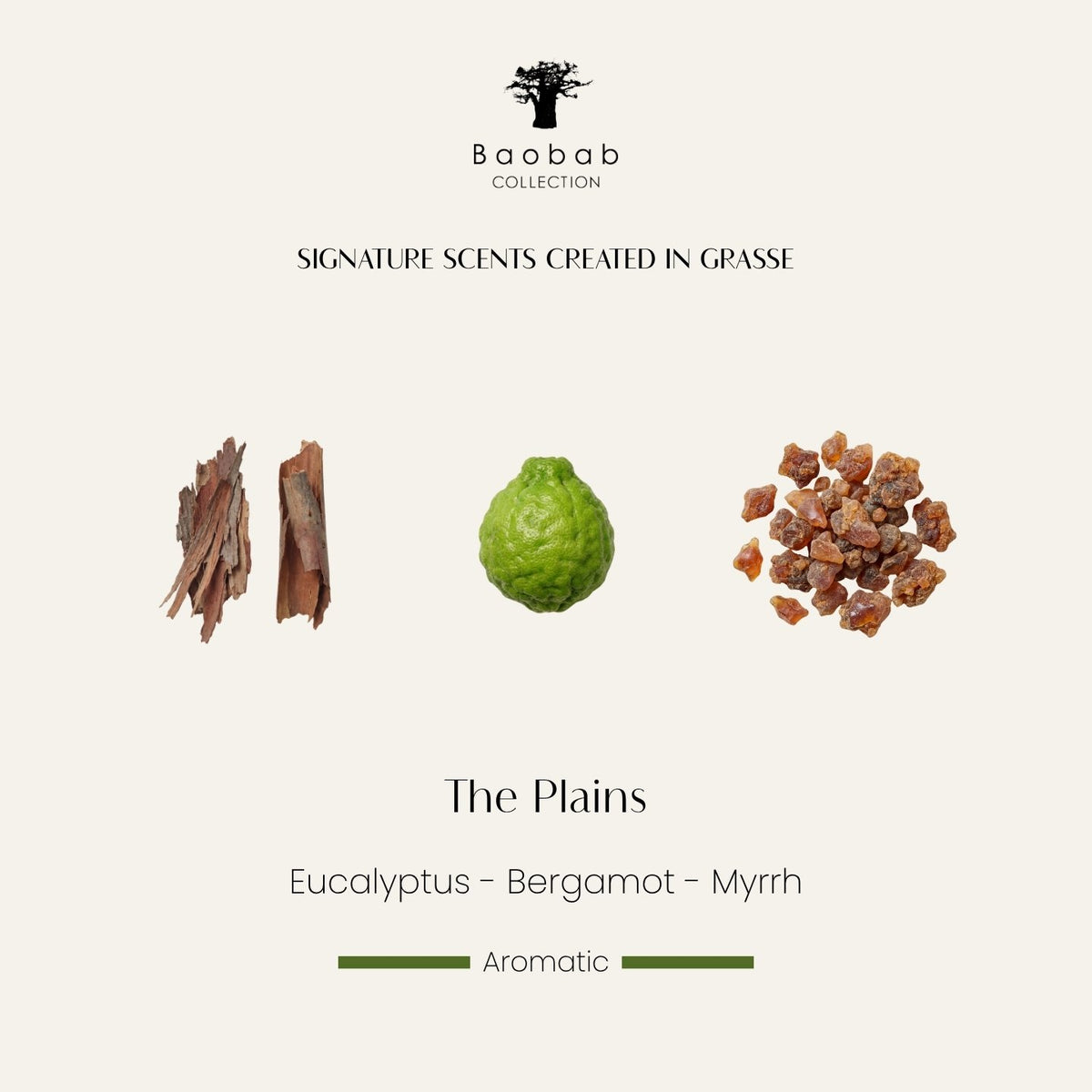 Notes olfactives de la bougie Baobab The Plains : eucalyptus, bergamote, myrrhe. Parfum créé à Grasse