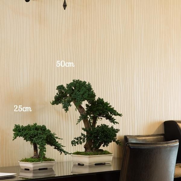 Bonsai Juniperus 25cm, Naturalys, visuel 2