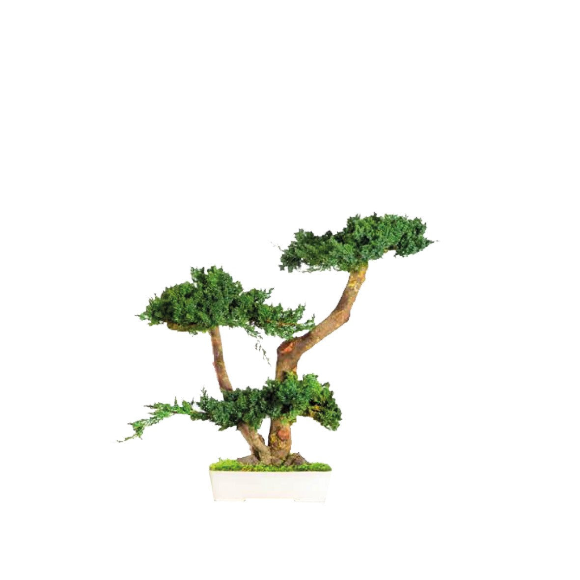Bonsai Juniperus 50cm, Naturalys