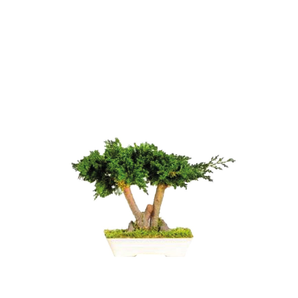 Bonsai Juniperus 15cm, Naturalys