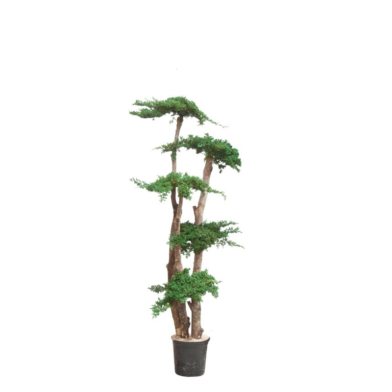 Jumbo stabilisé 160cm, Naturalys