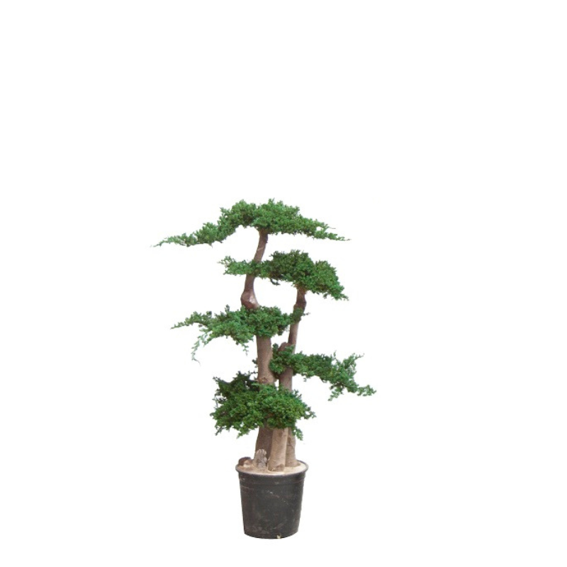 Jumbo stabilisé 110cm, Naturalys