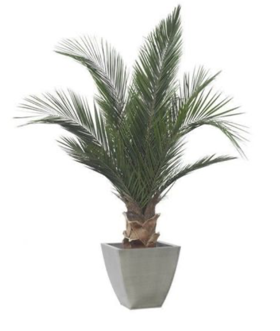 Palmera base 150cm, Naturalys