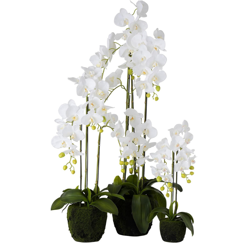 Orchidée M, visuel 2