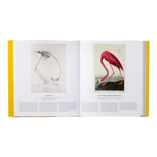 Livre OISEAUX, Phaidon, visuel 7