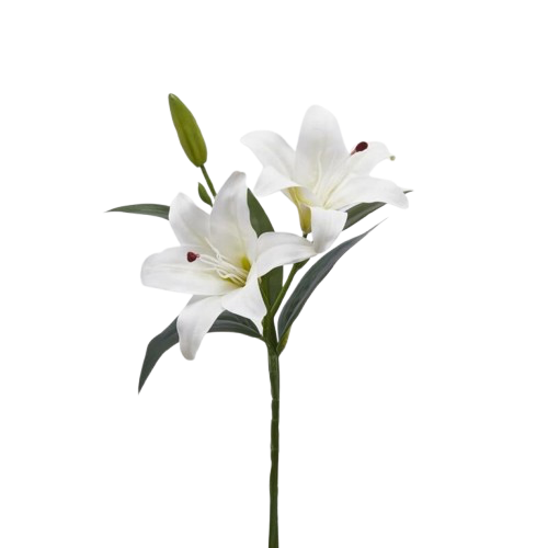 Lys avec feuille et bourgeon, EDG