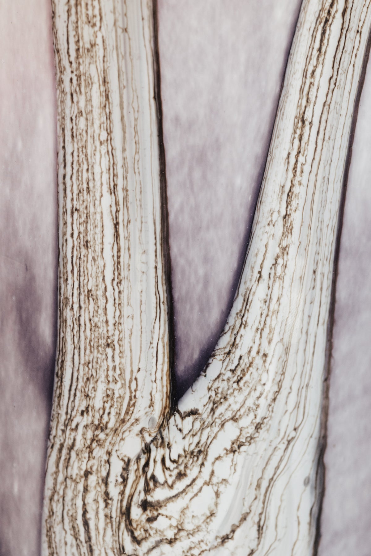 Bougie Woods Broceliande, Baobab Collection, visuel 8