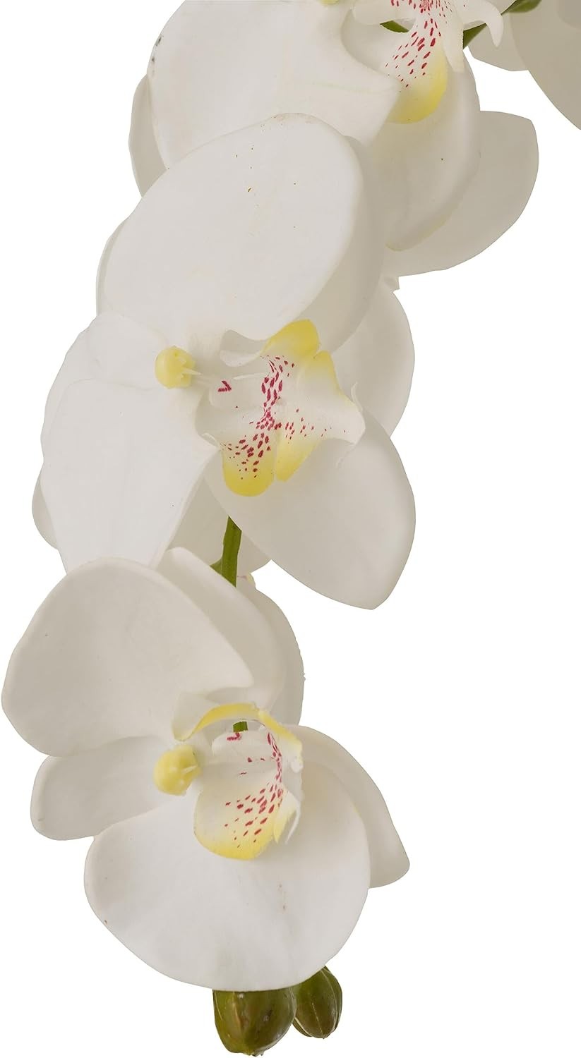 Orchidée M, Jolipa, visuel 2