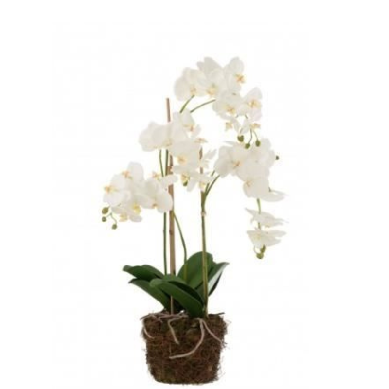 Orchidée M, Jolipa