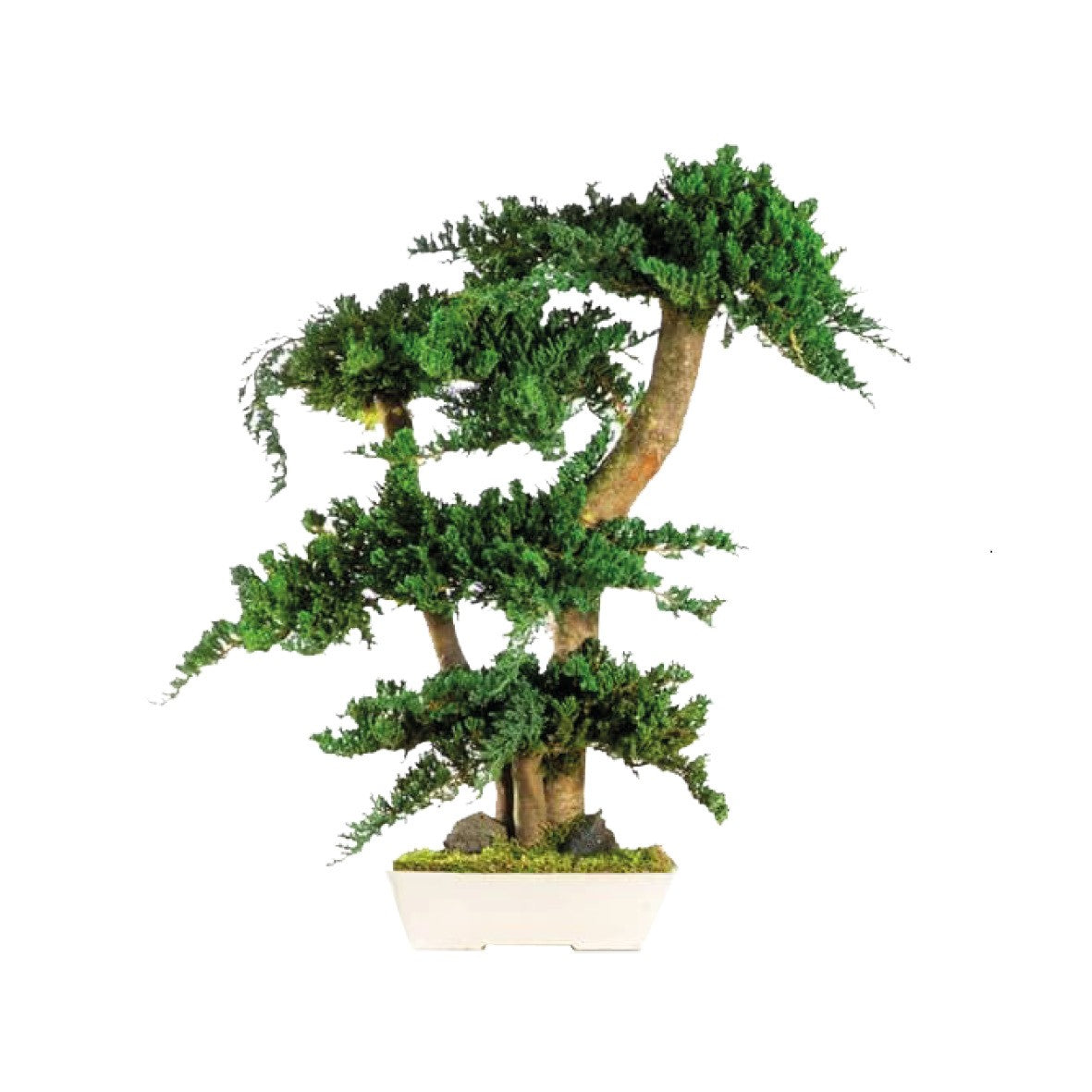 Bonsai Juniperus 70cm, Naturalys