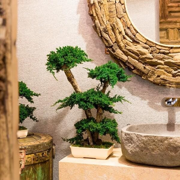 Bonsai Juniperus 70cm, Naturalys, visuel 2