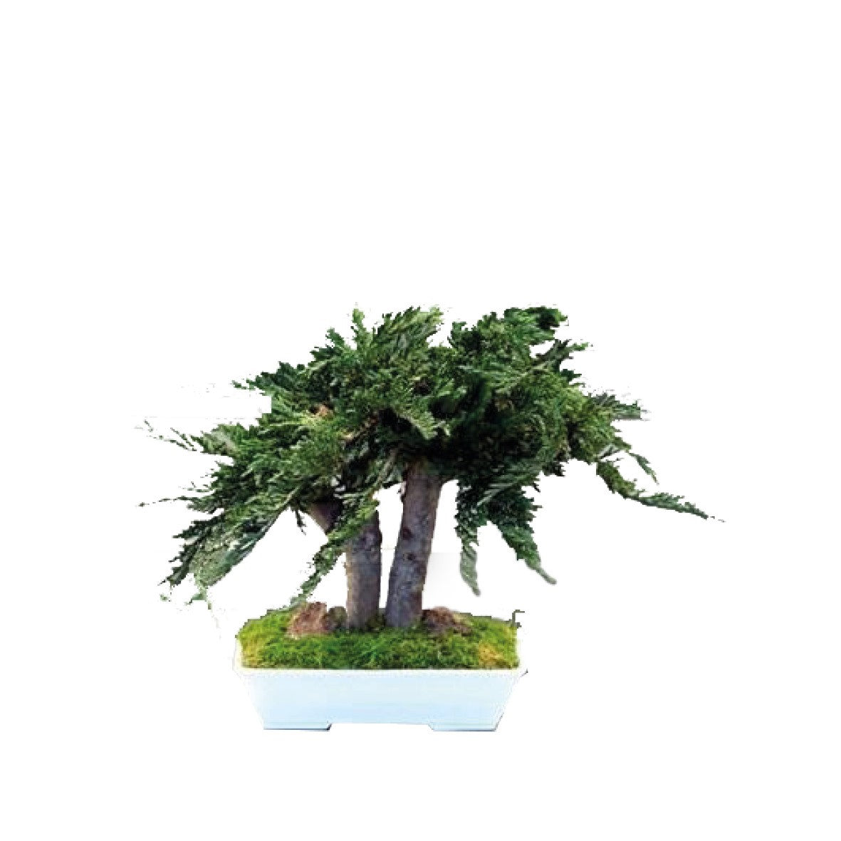 Bonsai Juniperus 25cm, Naturalys
