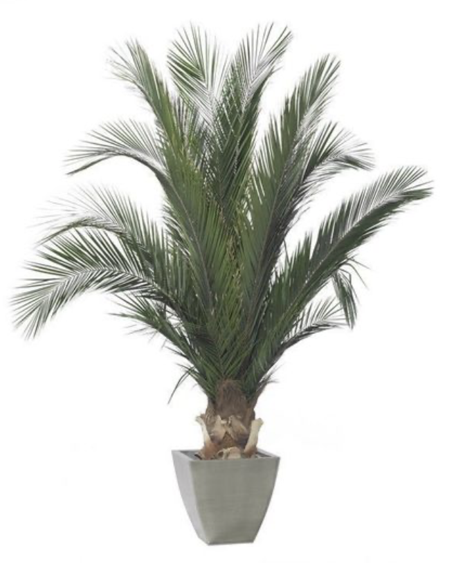 Palmera base 200cm, Naturalys