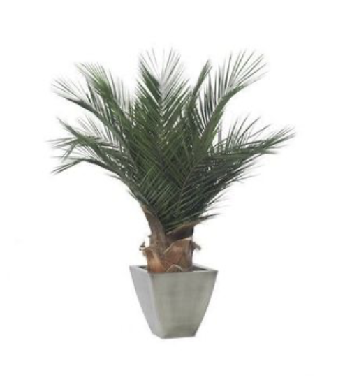 Palmera base 100cm, Naturalys