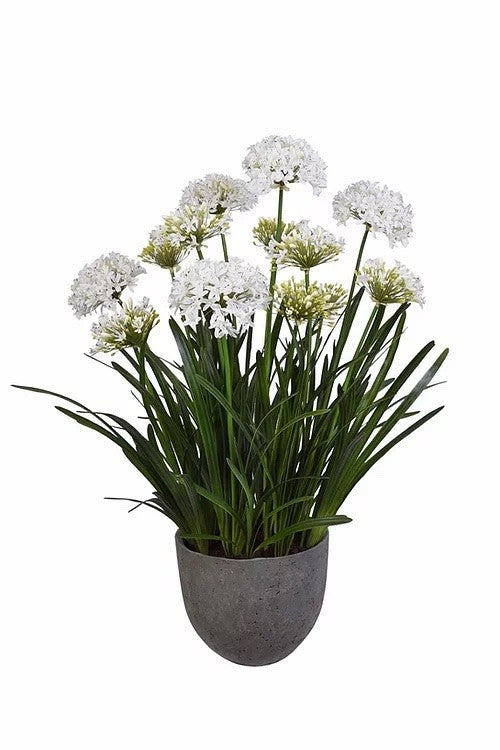 Agapanthes en pot H150cm, Fancy