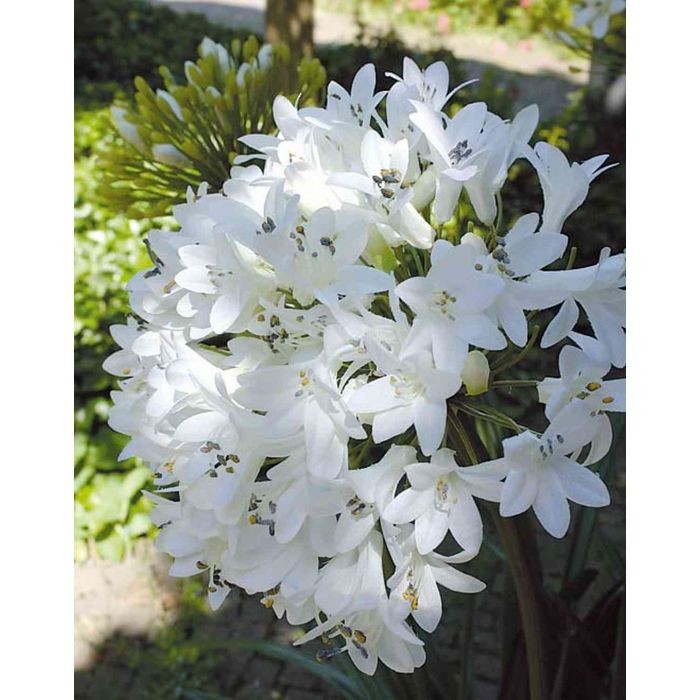 Agapanthes en pot H150cm, Fancy, visuel 3