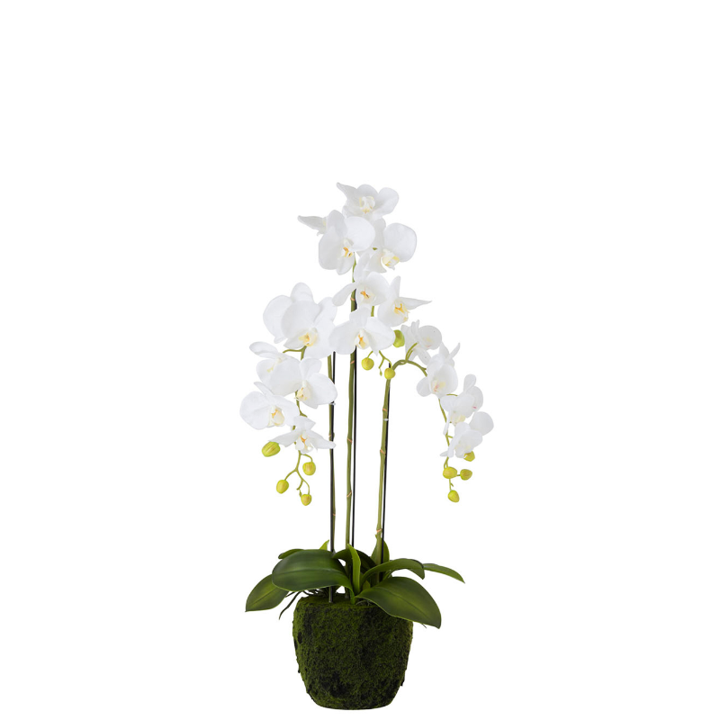 Orchidée M