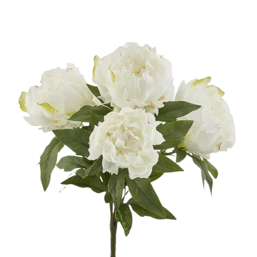 Pivoines blanches avec feuilles, EDG