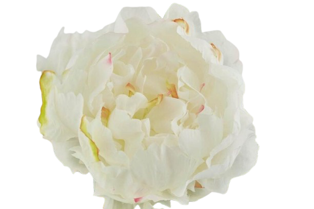 Pivoines blanches avec feuilles, EDG, visuel 2