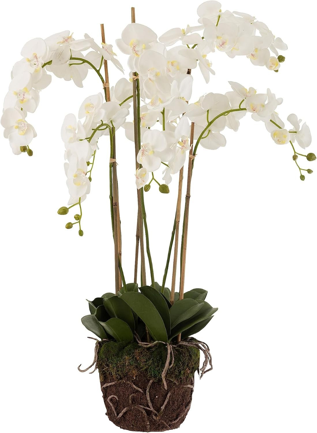 Orchidée L, Jolipa