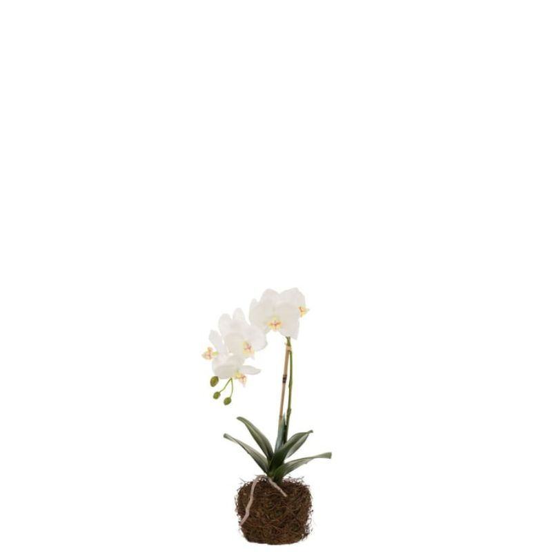 Orchidée S, Jolipa