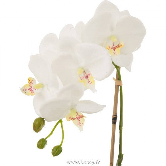 Orchidée S, Jolipa, visuel 3