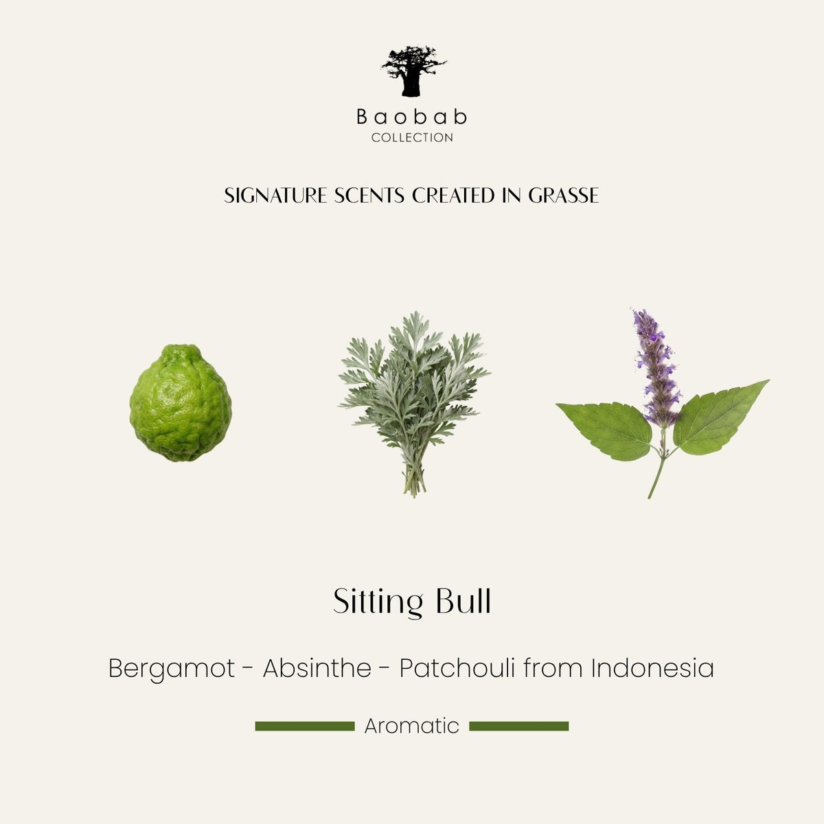 Notes olfactives de la bougie Baobab Sitting Bull : bergamote, absinthe, patchouli d'Indonésie. Parfum créé à Grasse
